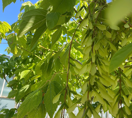 Acer Negundo (Acero Americano) Vaso 40cm 10/12