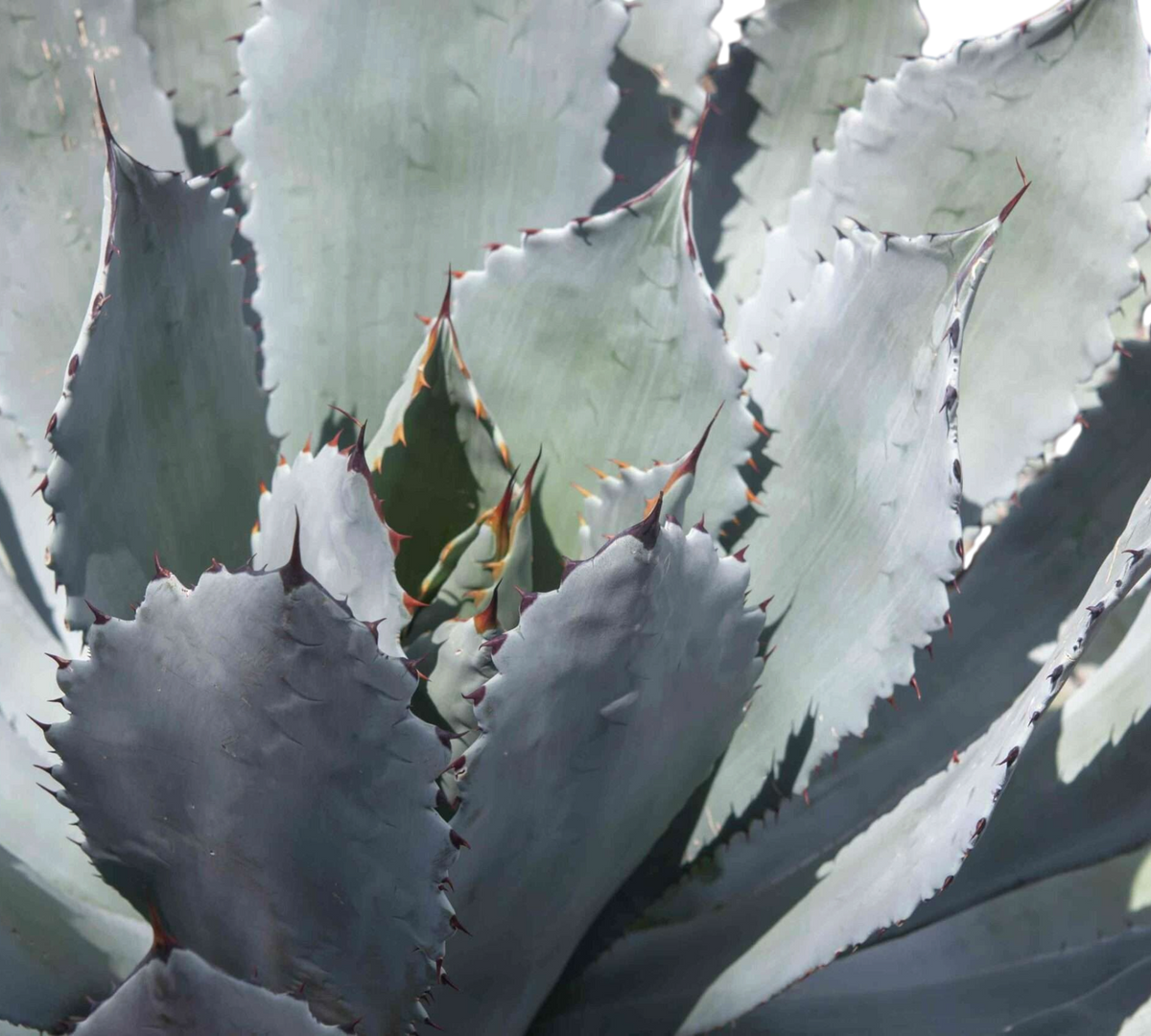 agave parry