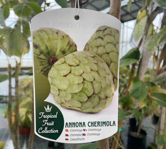 Annona Cherimola (Chrimoyo) v 30 cm