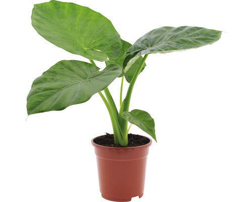 Alocasia Macrorrhiza