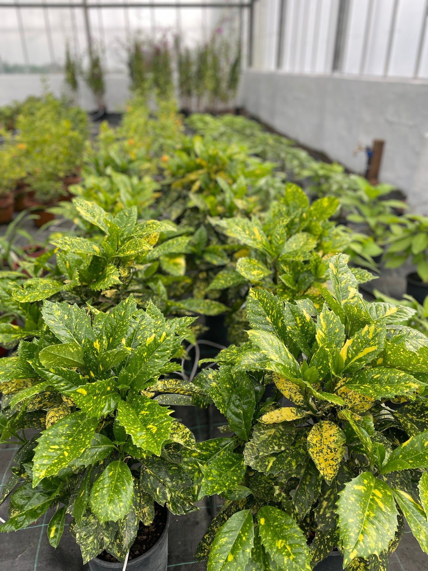 Aucuba Japonica v20