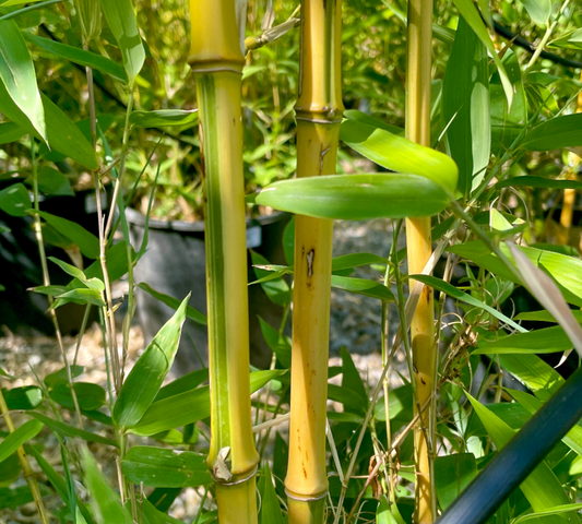 Bambu aureosul aureocaulis spectabilis