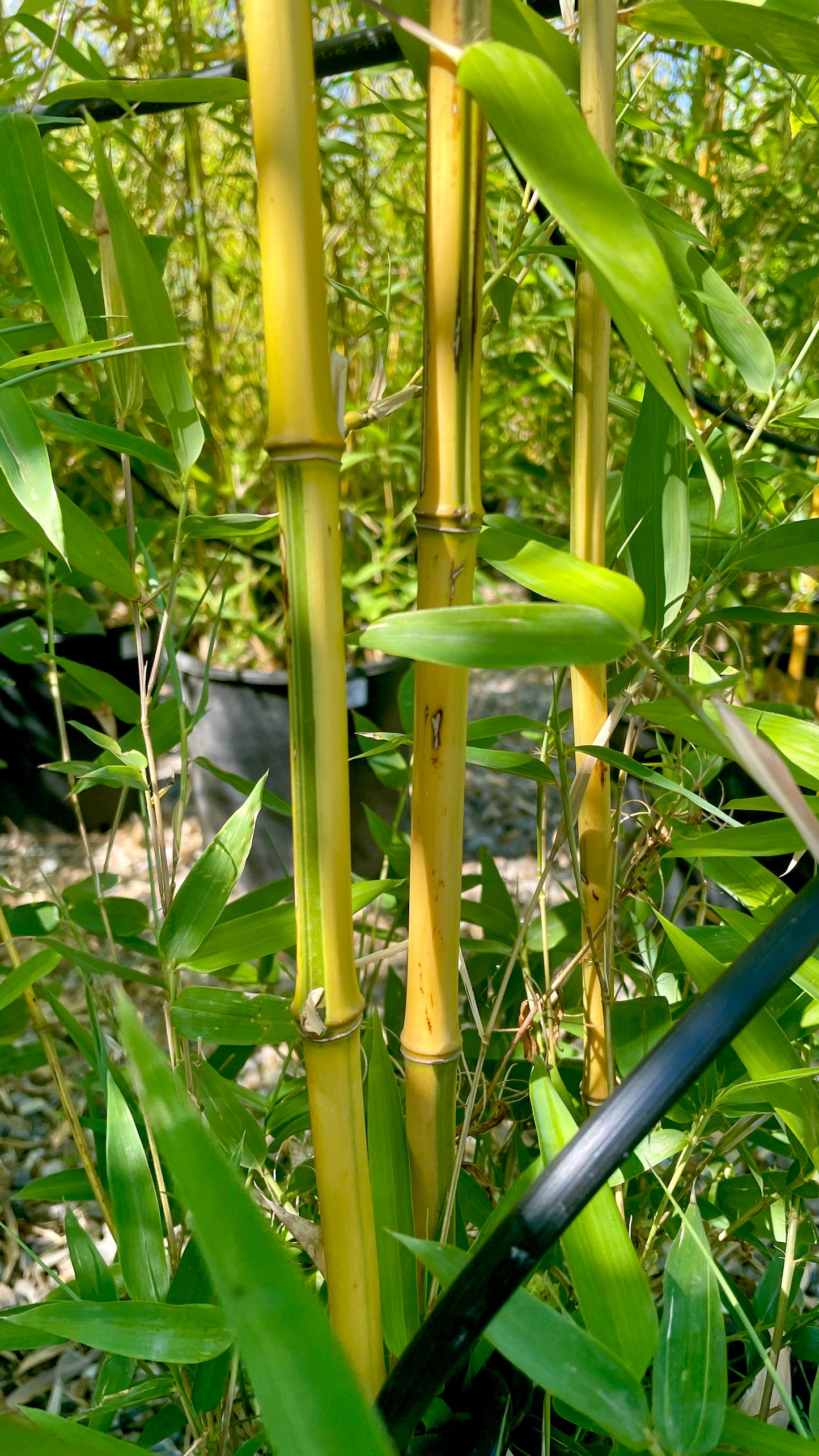 Bambu aureosul aureocaulis spectabilis