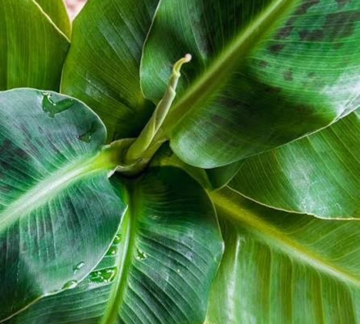banano acuminata