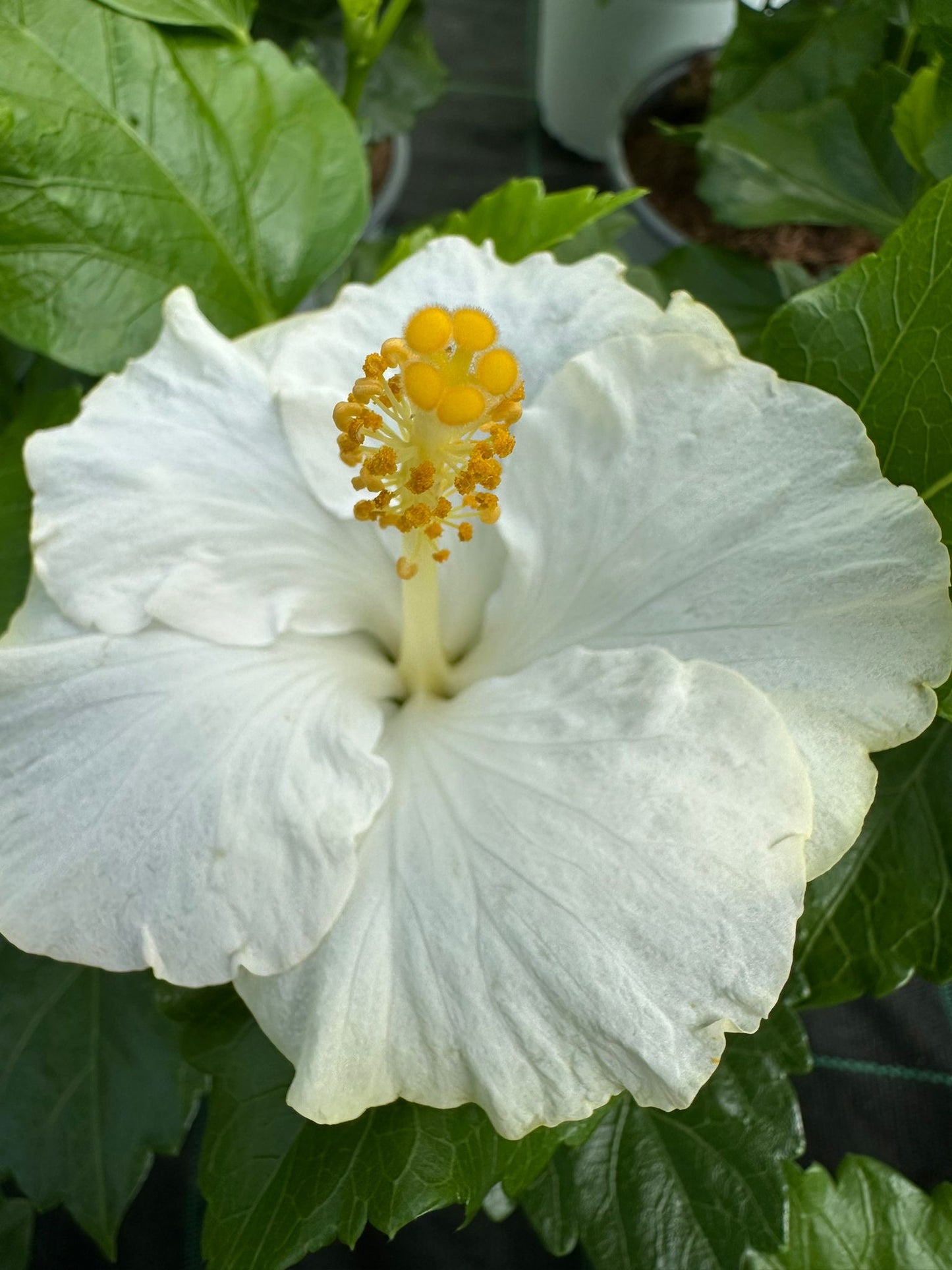 Hibiscus rosasinensis 12 colori