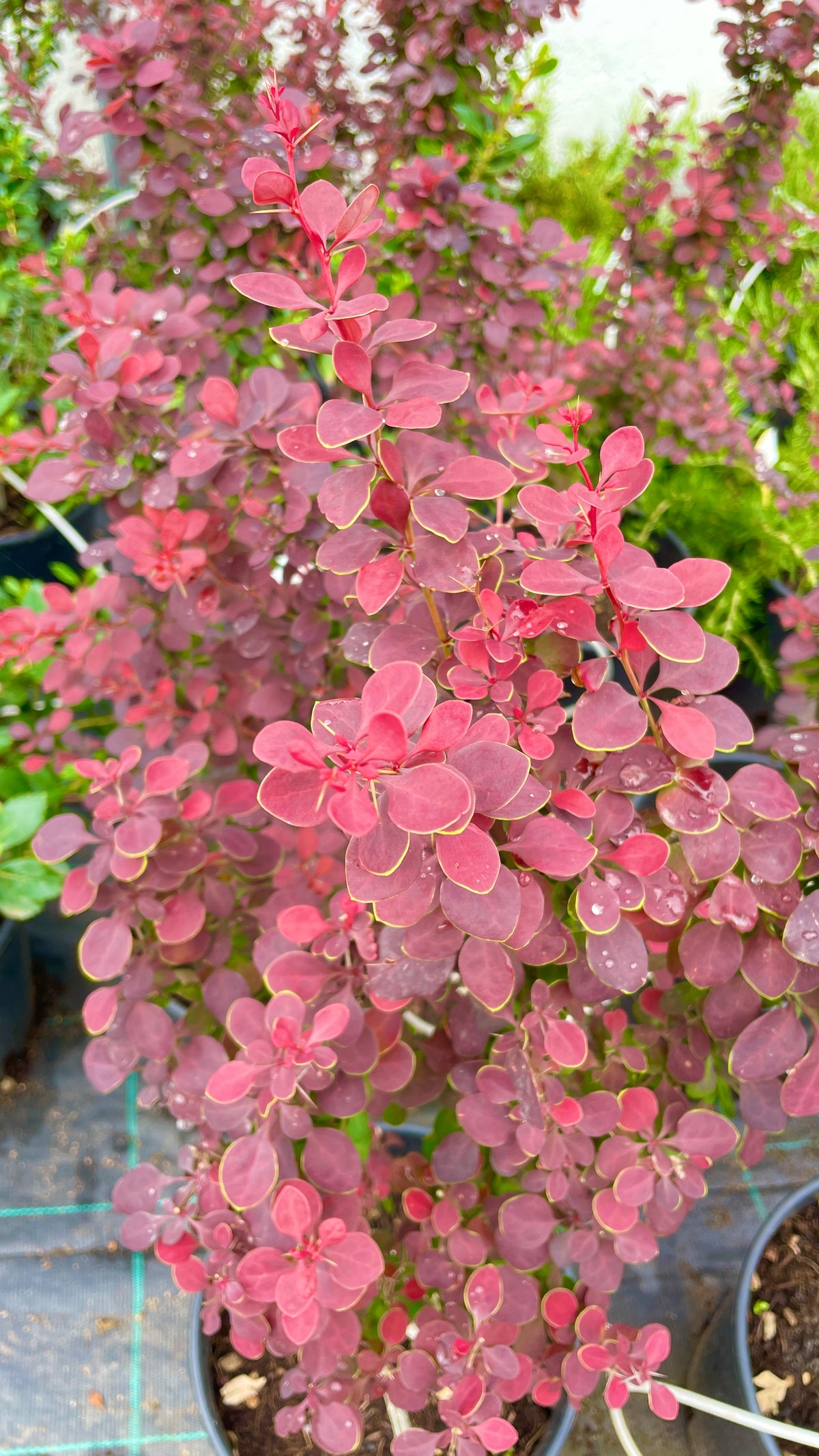 Berberis_Thunbergii_Atropurpurea