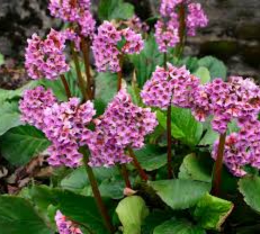 bergenia