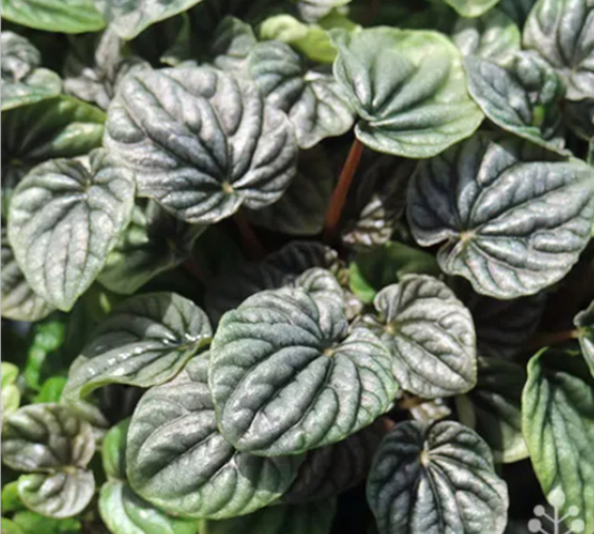 Peperomia mix black 20cm-in produzione