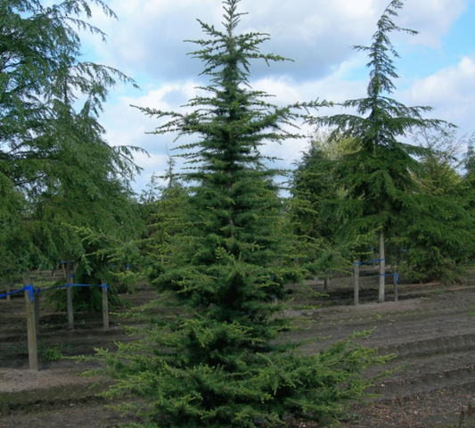 Cedrus Libani