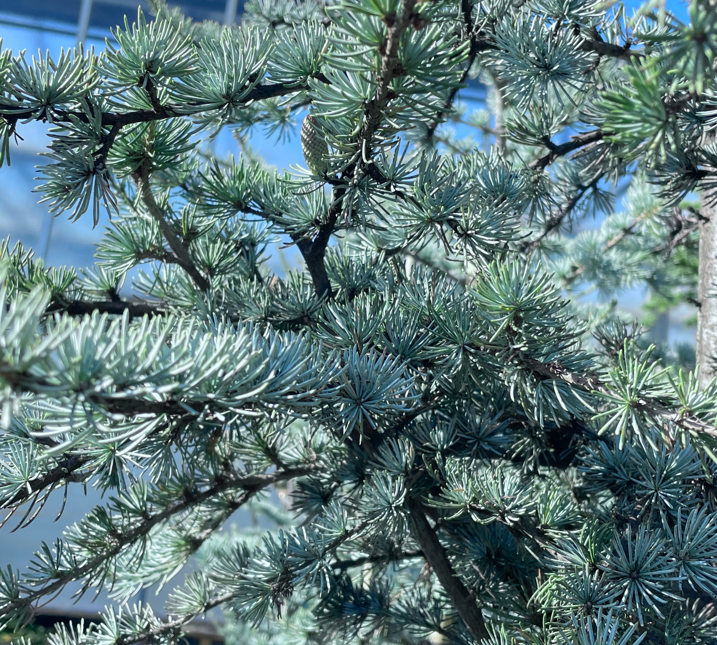 Cedrus Atlantica Glauca