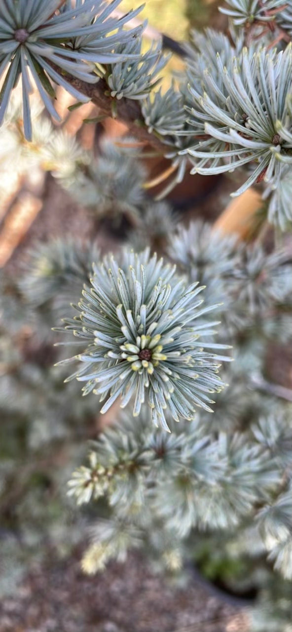 Cedrus Atlantica Glauca