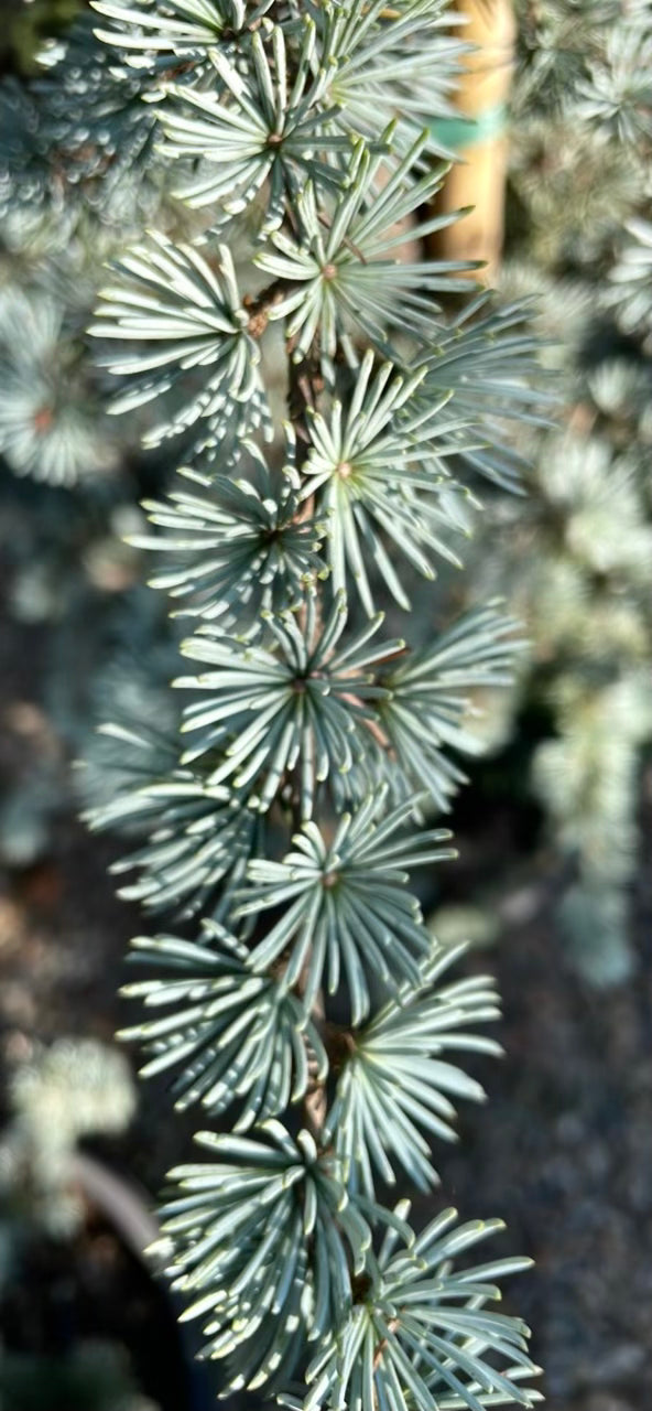 Cedrus Atlantica Glauca