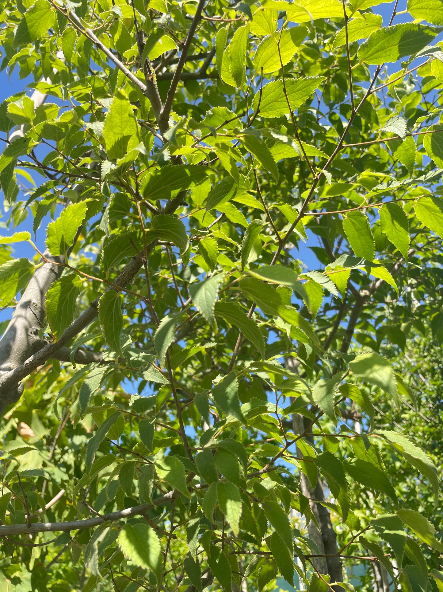 Celtis Australis (Bagolaro/Spaccasassi) Vaso 40cm 12/14
