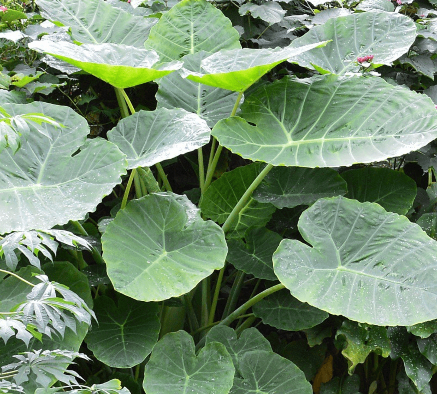 Colocasia Gigantea v18 cm-in produzione