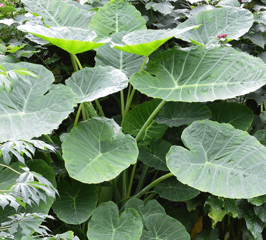 Colocasia Gigantea v18 cm-in produzione