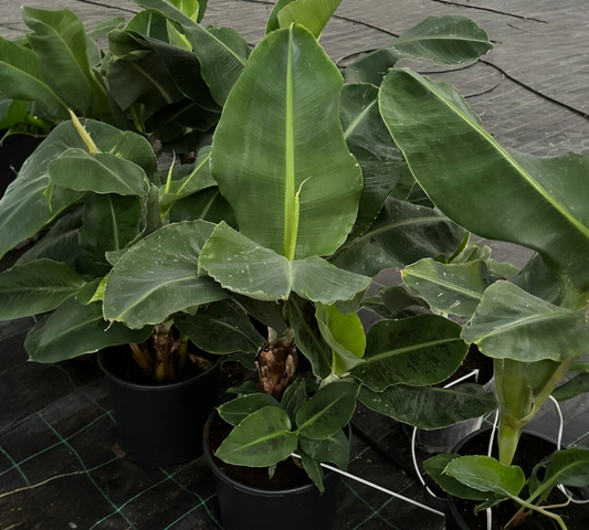 Musa Orienatalis v35 cm