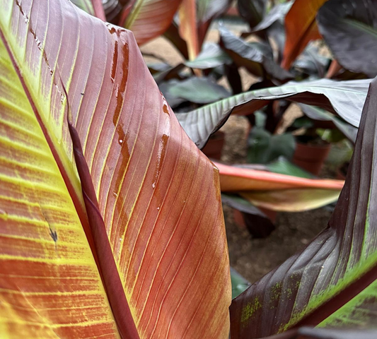 Musa Maurelli v40/45