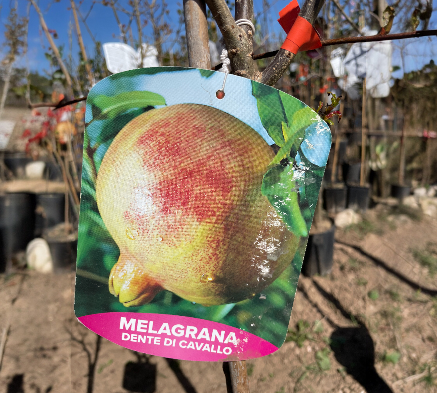 Melograno Dente di Cavallo v22 cm