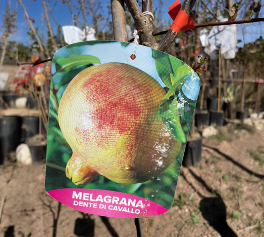 Melograno Dente di Cavallo v22 cm