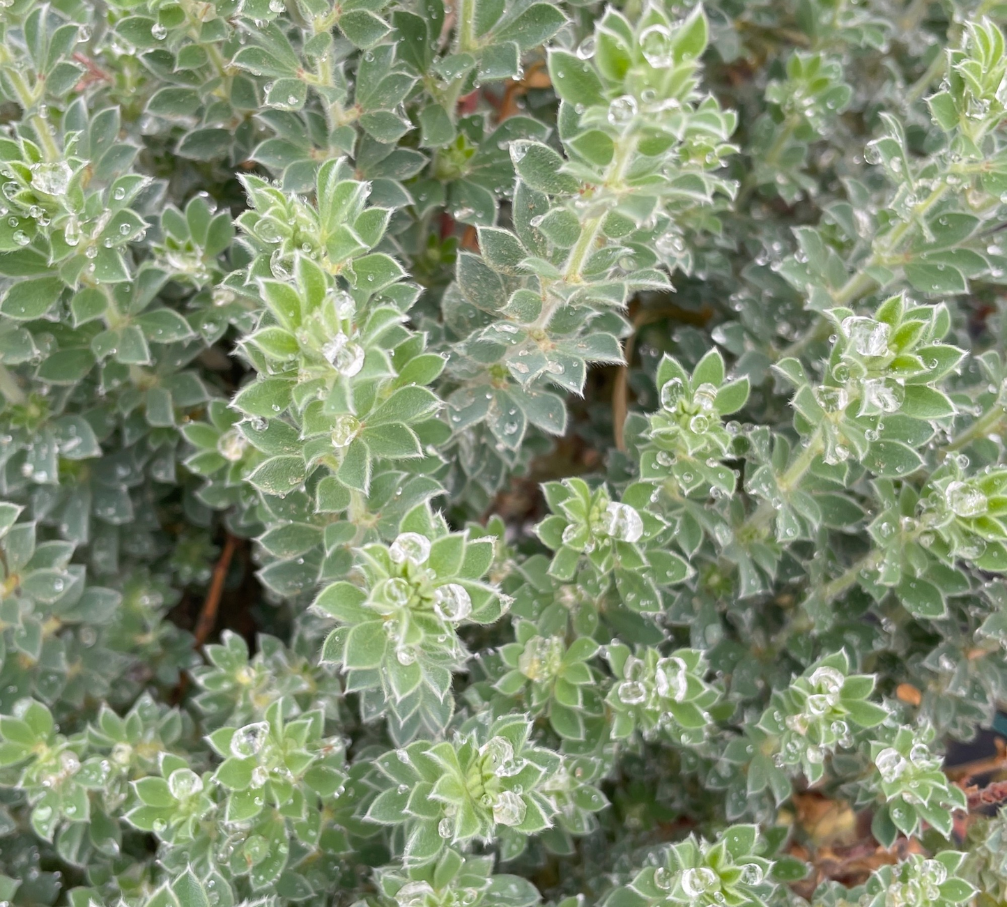 Dorycnium hirsutum v20 cm