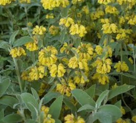 Phlomis fruticosa v18