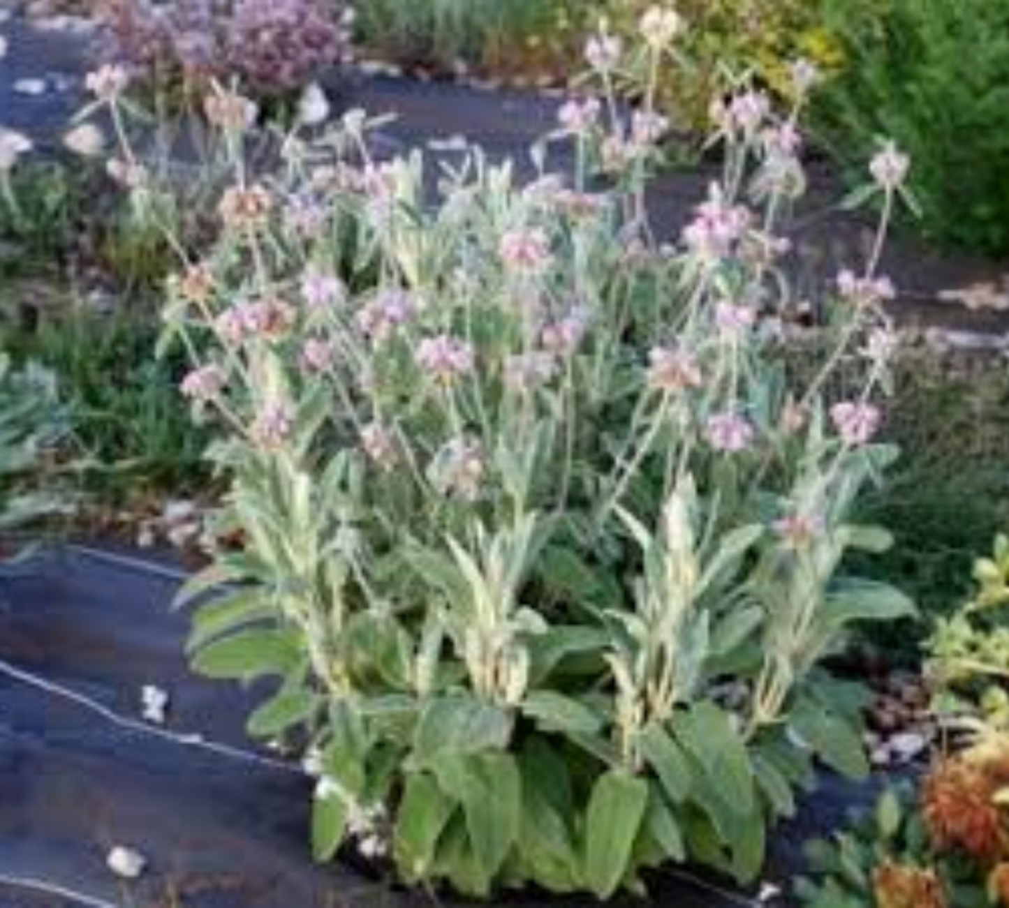 Phlomis x marina (fiore rosa) v14 cm