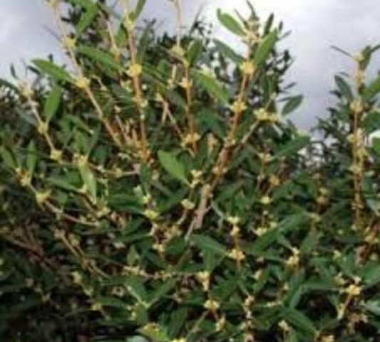 Philyrea angustifolia v24 cm