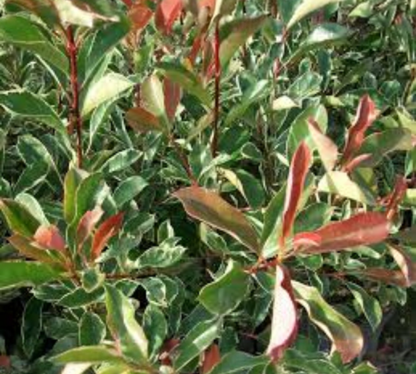 Photinia fraseri 22/24 cm