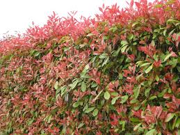 Photinia fraseri 22/24 cm
