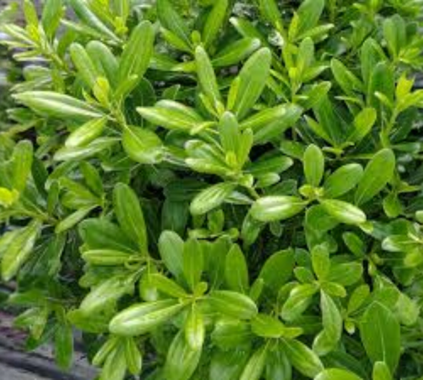 Pittosporum Tobira