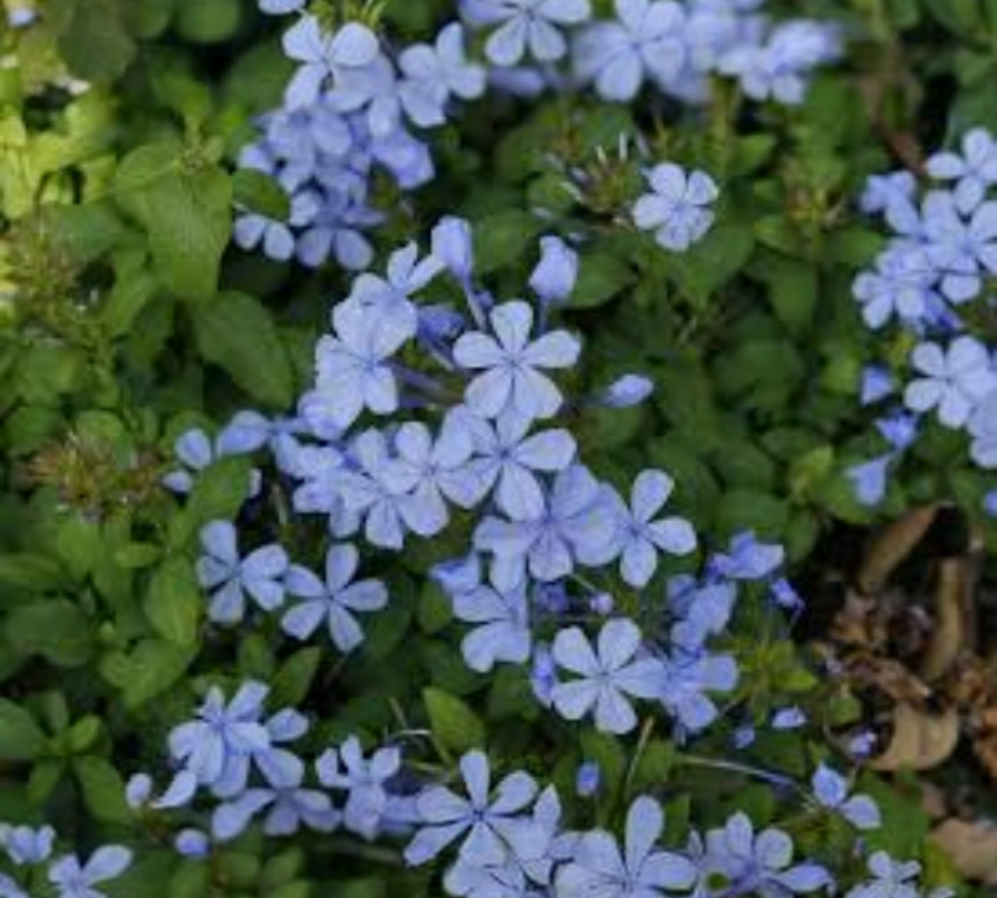 Plumbago fonce v20 cm