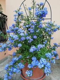 Plumbago fonce v20 cm