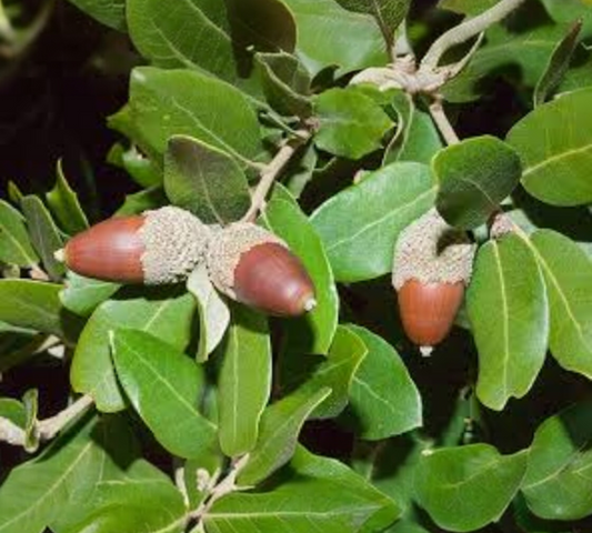 Quercus ilex astoni v24 cm