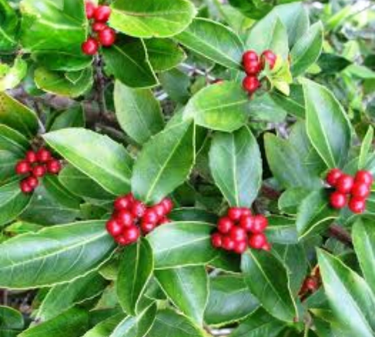 Rhamnus alaternus v20 cm