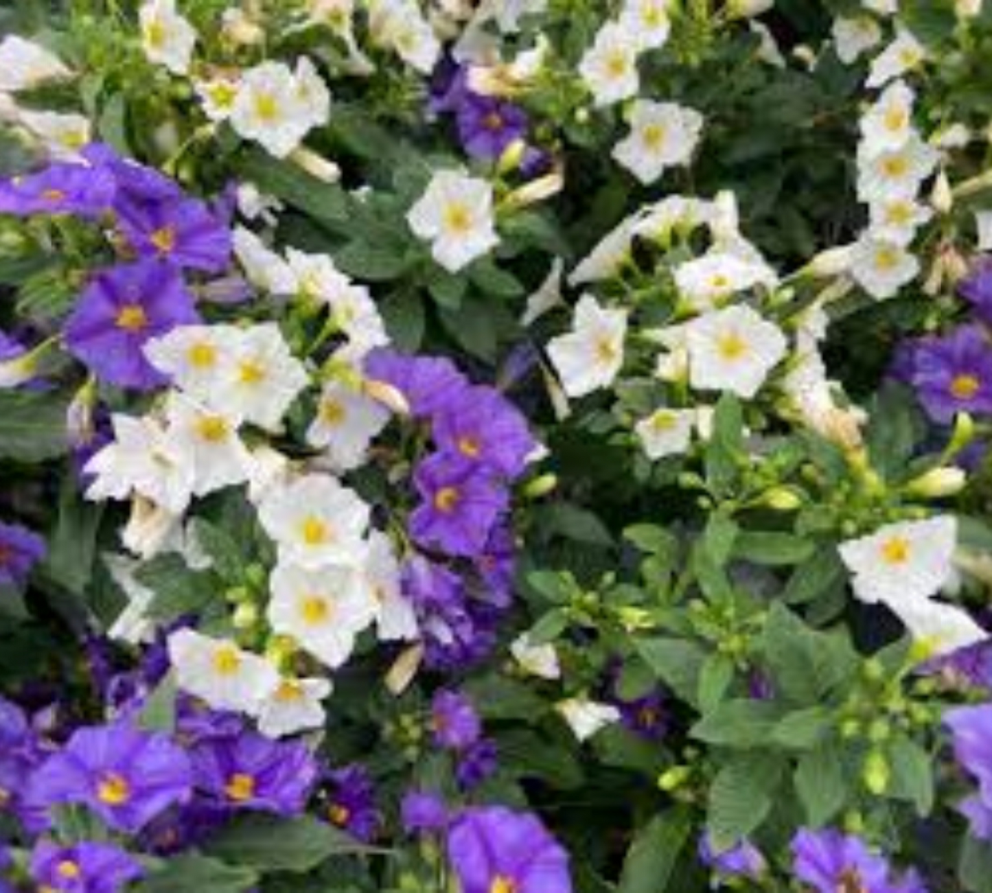 Solanum rantonetti v24 cm