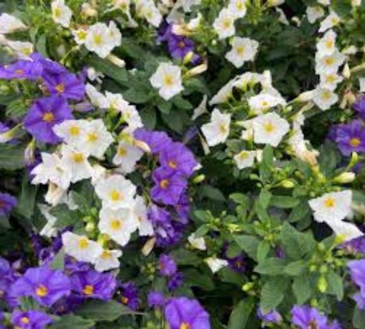 Solanum rantonetti v24 cm