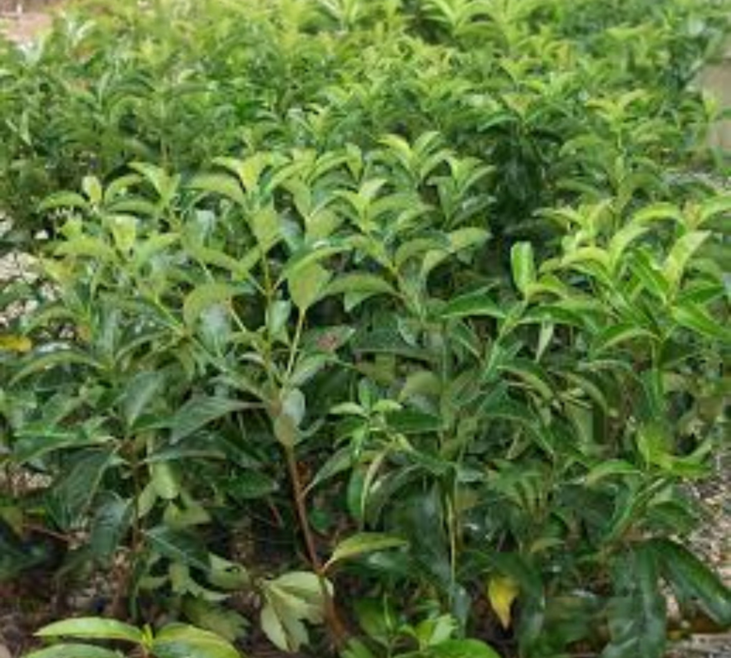 Viburnum lucidum diam v24 cm