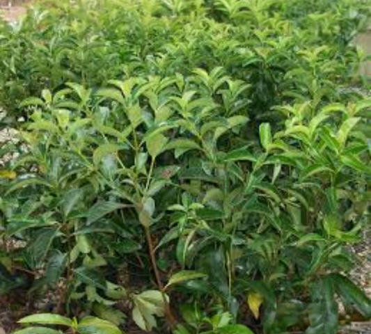 Viburnum lucidum diam v24 cm