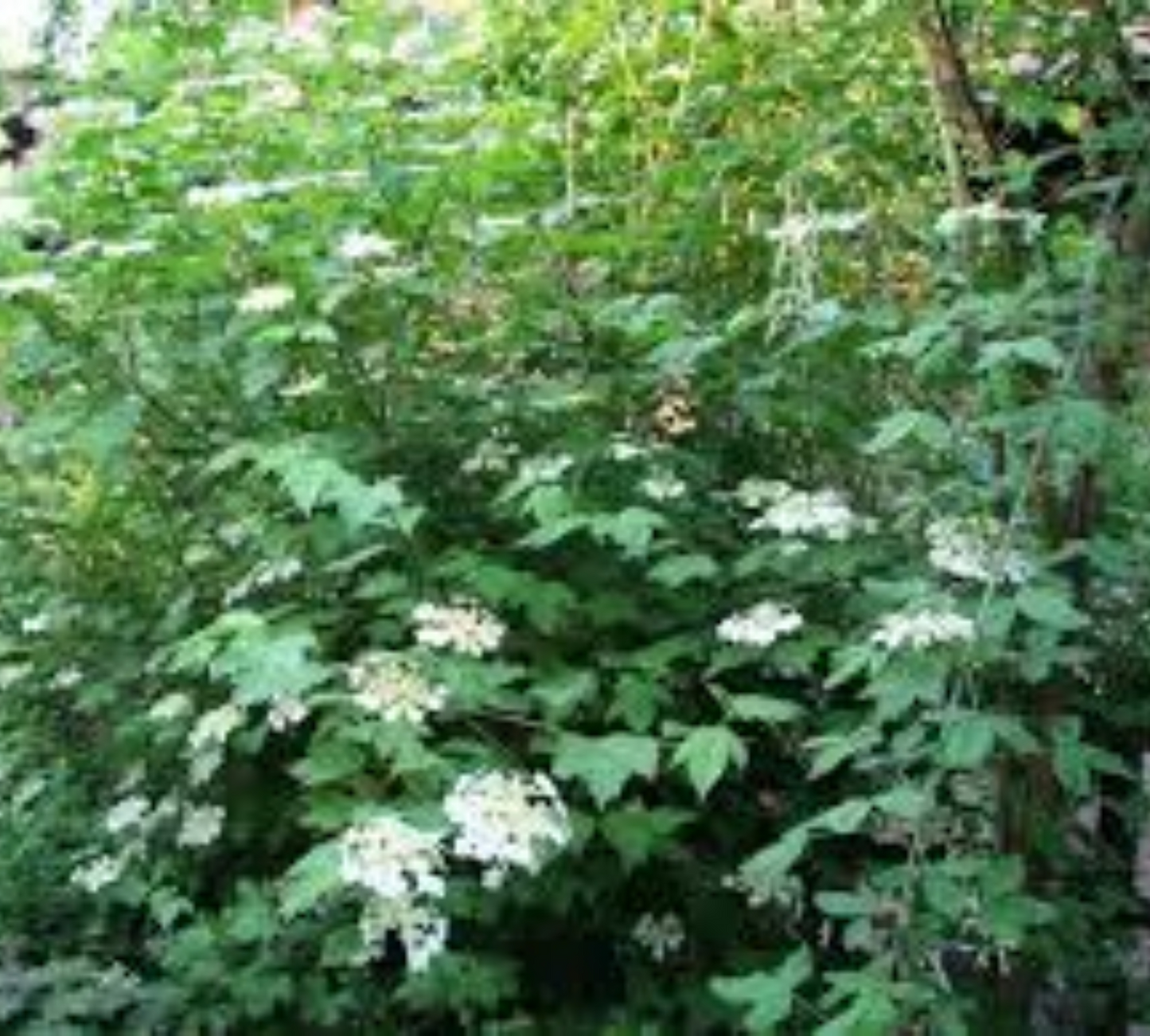Viburnum opulus v18 cm