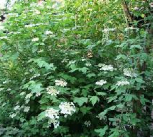 Viburnum opulus v18 cm