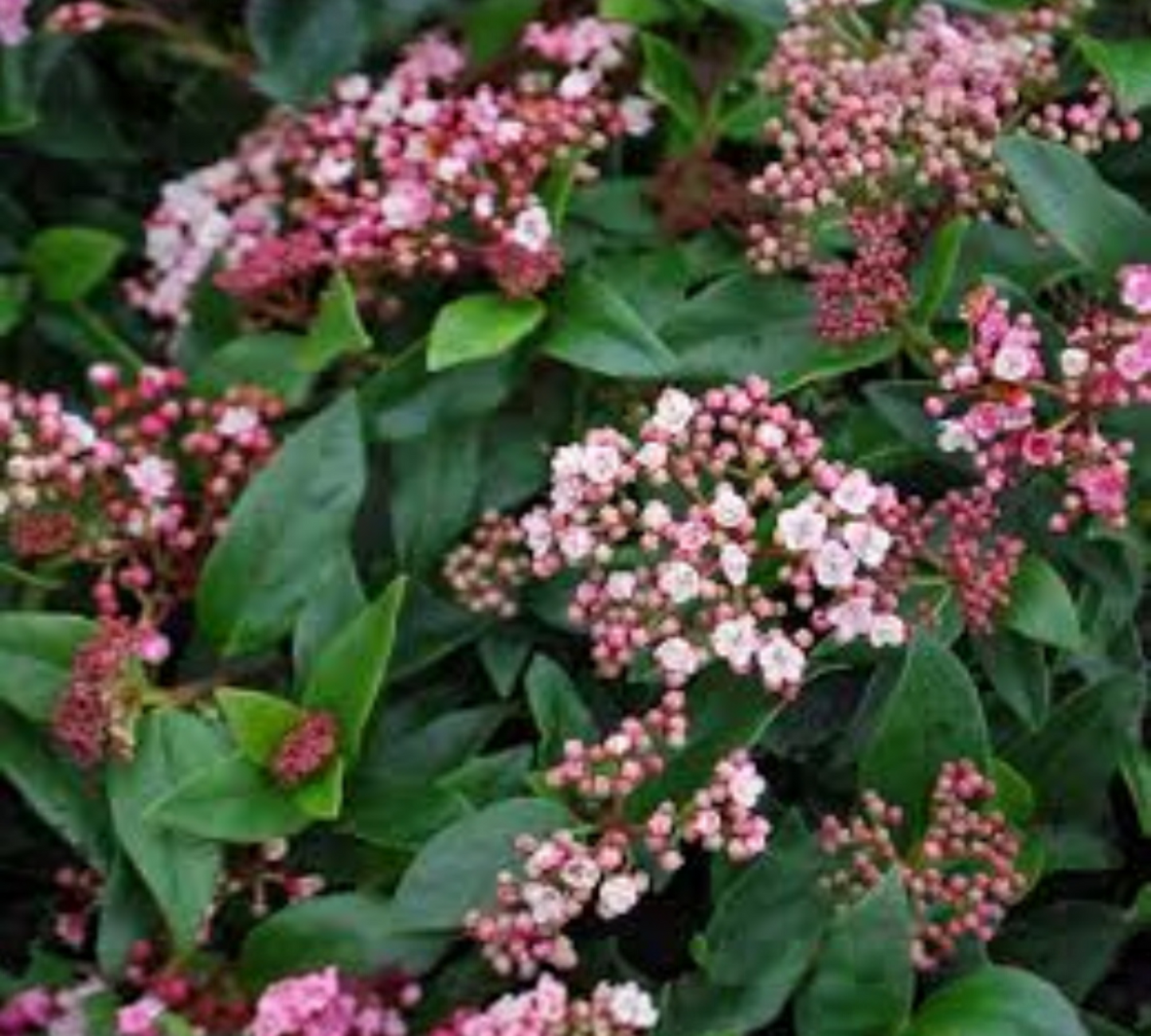 Viburnum tinus eve price v18 cm