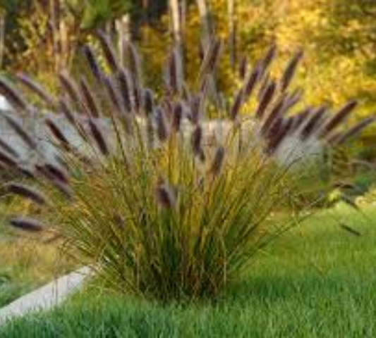 Pennisetum setaceum v22 cm