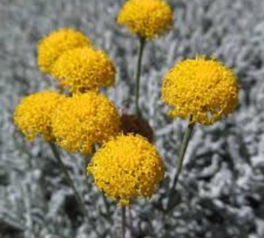 Santolina chamaeciparissus v20 cm