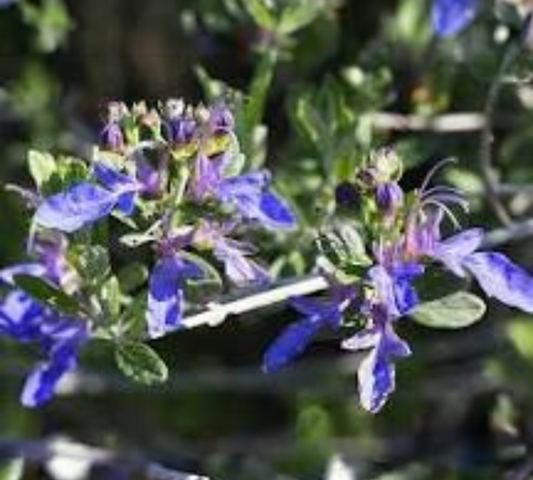 Teucrium azureum fruticans