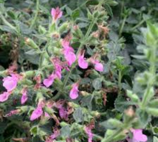 Teucrium lucidrys v18 cm
