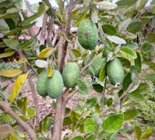 Acca FEIJOA 22 alberetto