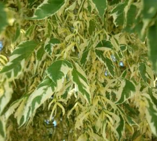 ACER NEGUNDO v40 10/12