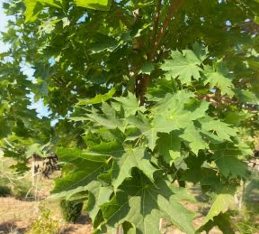 ACER PLATANOIDES v40 12/14