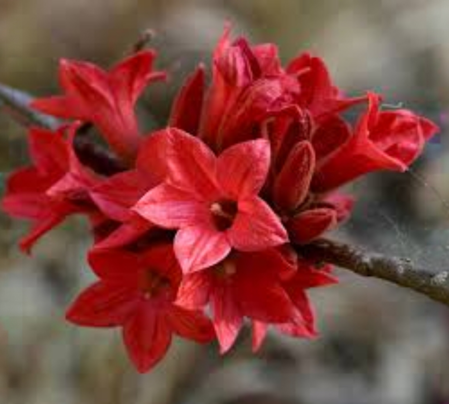Brachychiton Acerifolius (Albero Fiamma) Fiori Rossi - Vaso 24cm