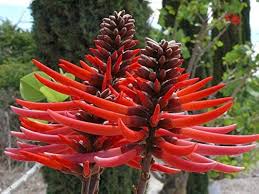 Erythrina Coralloides (Albero del Corallo) Fiori Rossi - Vaso 22cm